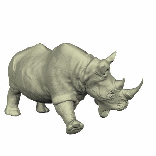 Rhino Walking