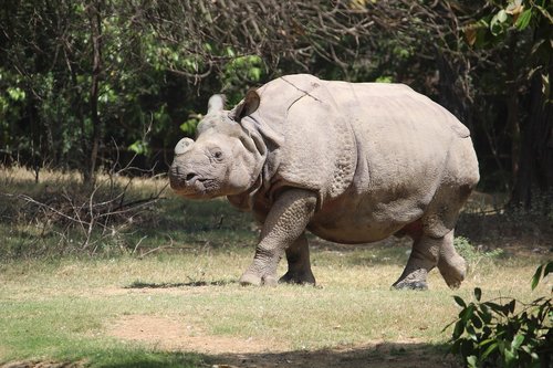 rhinoceres  animal  zoo