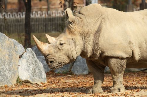 rhinoceros animal zoo