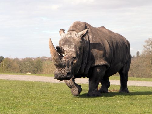 rhinoceros rhino animal