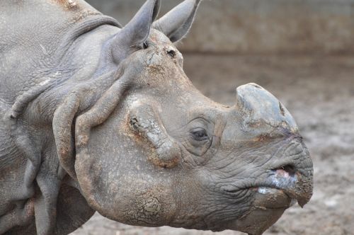 rhinoceros animals zoo