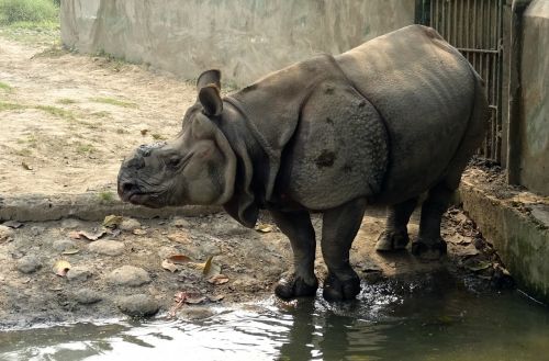 rhinoceros one-horned animal