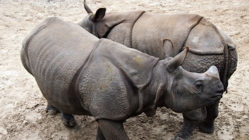 rhinoceros rhino animal
