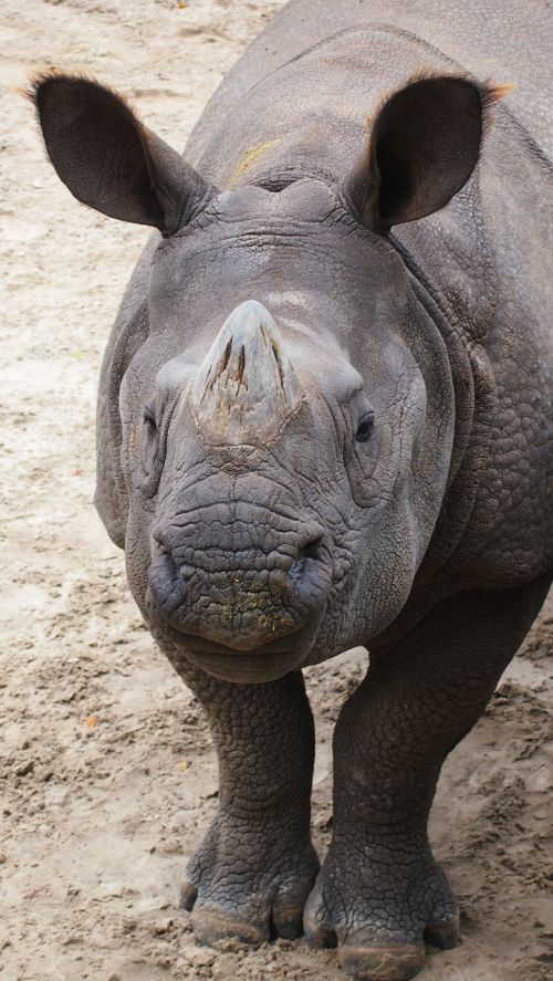 rhinoceros rhino animal