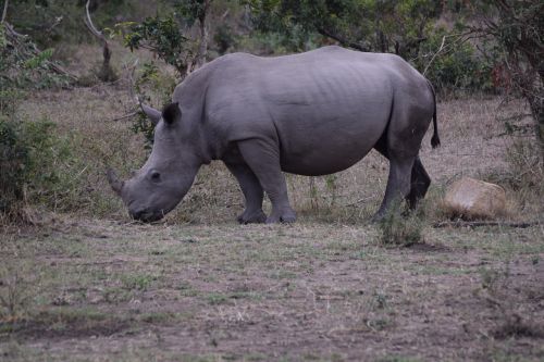 rhinoceros africa aminlals