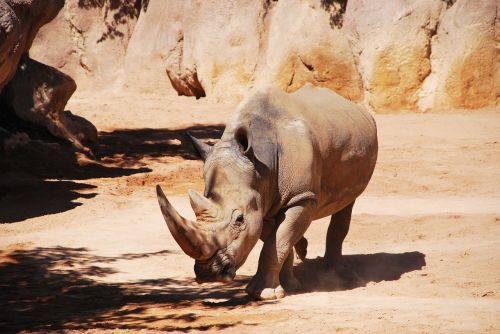 rhinoceros huge walking