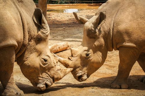 rhinoceros mammal animal