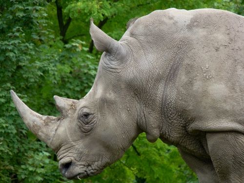 rhinoceros horns wild animal