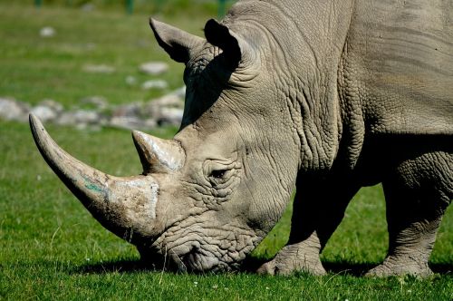 rhinoceros head wildlife