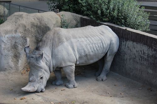 rhinoceros animal mammal