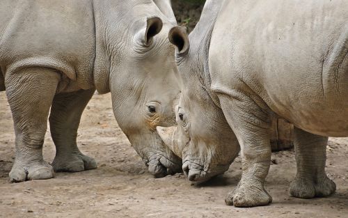 rhinoceros animal head-to-head