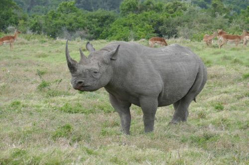 rhinoceros kariega animals