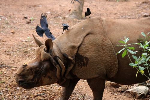 rhinoceros animal zoo