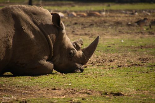 rhinoceros zoo wild