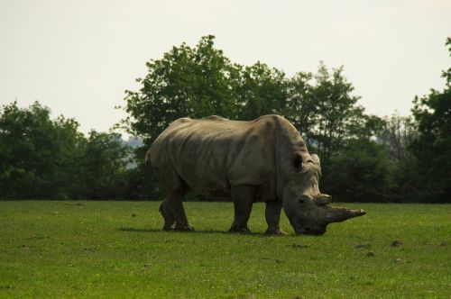 rhinoceros prairie animal