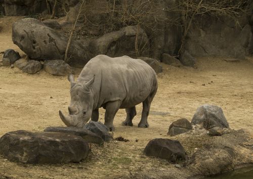 rhinoceros rhinos zoo