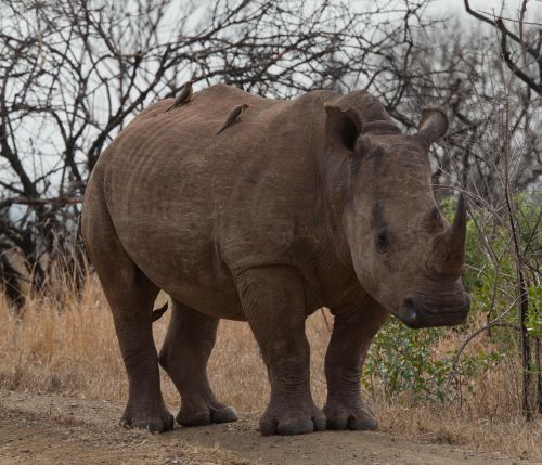 rhinoceros south africa savannah