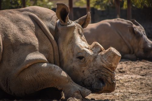 rhinoceros zoo nature