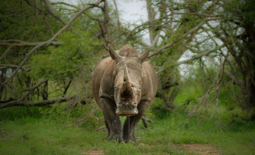 rhinoceros large full