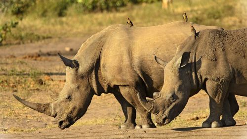 rhinoceros close horns