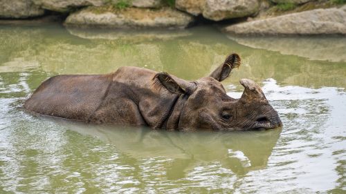 rhinoceros water mare