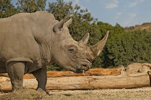 rhinoceros mammal herbivore