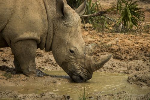 rhinoceros safari africa