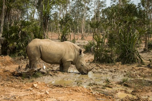 rhinoceros  safari  animal