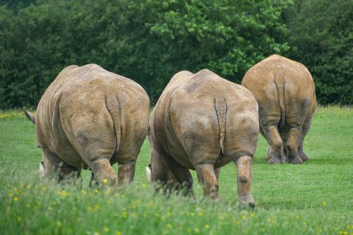 rhinoceros  behind  three