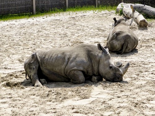 rhinoceros  rest  calm