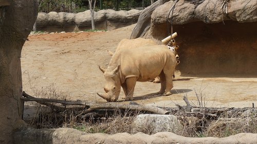 rhinoceros  animal  zoo