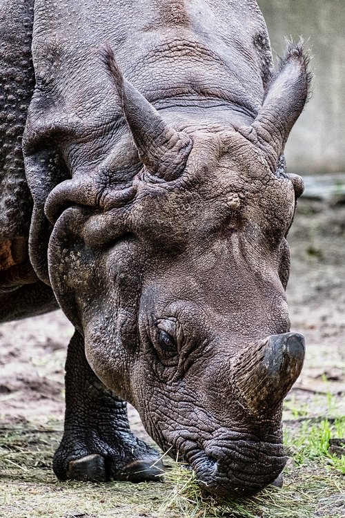 rhinoceros  zoo  animal