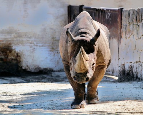 rhinoceros  pachyderm  animal