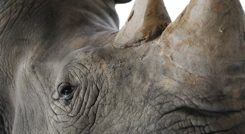 rhinoceros  closeup  pachyderm
