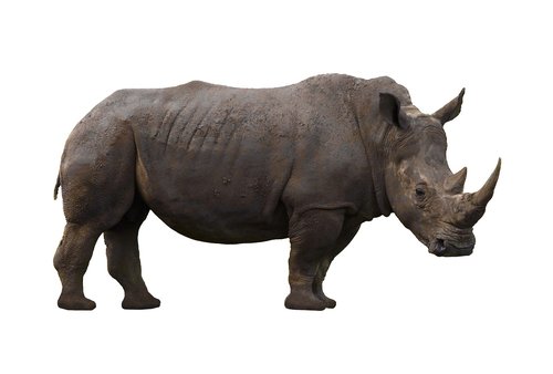 rhinoceros  animal  rhino