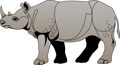 rhinoceros gray view