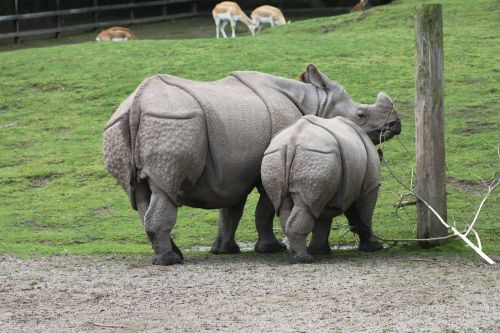 rhinoceros animal mammal