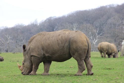rhinoceros rhino grazing