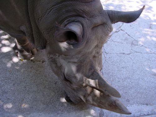 rhinoceros zoo animal