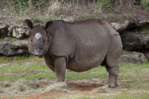 rhinoceros zoo wildlife