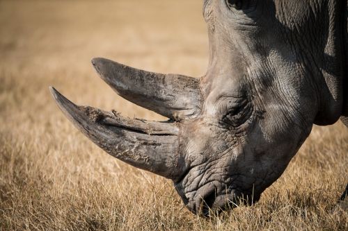 rhinoceros rhino wildlife
