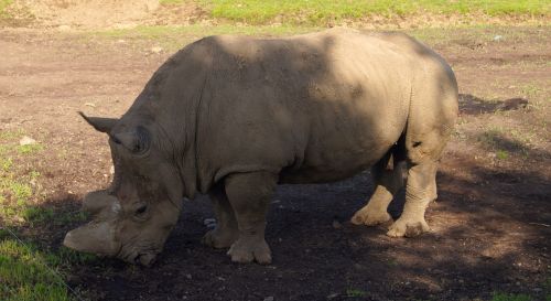 rhinoceros zoo animal