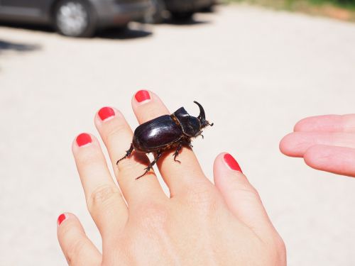 rhinoceros beetle beetle krabbeltier
