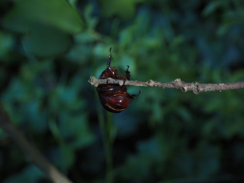 rhinoceros beetle branch climb