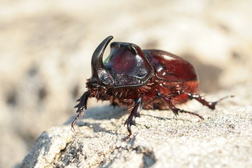rhinoceros beetle beetle oryctes nasicornis