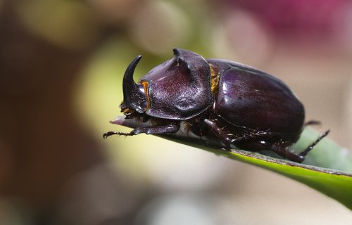 rhinoceros beetle  nature  close up