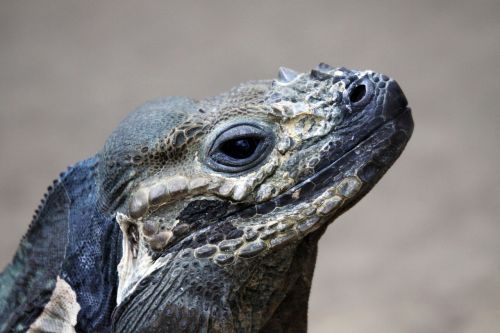rhinoceros iguana iguana lizard