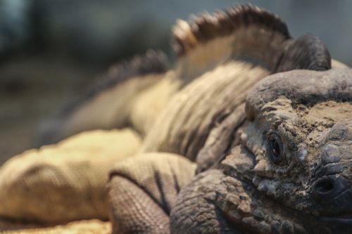 rhinoceros iguana reptile lizard