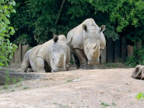 rhinos rhinoceros zoo