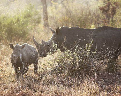 rhinos rhinoceros africa